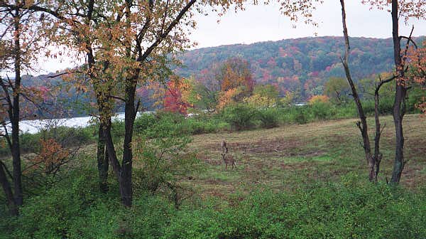 Clearfield #4
